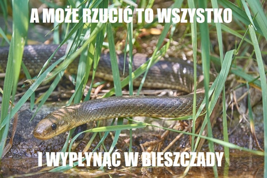 Poszukiwania pytona na wesoło. Niebezpieczny wąż padł ofiarą żartownisia [MEMY]