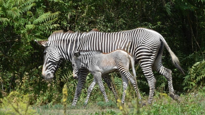 Młoda zebra ma zaledwie kilka dni, a już biega po wybiegu....