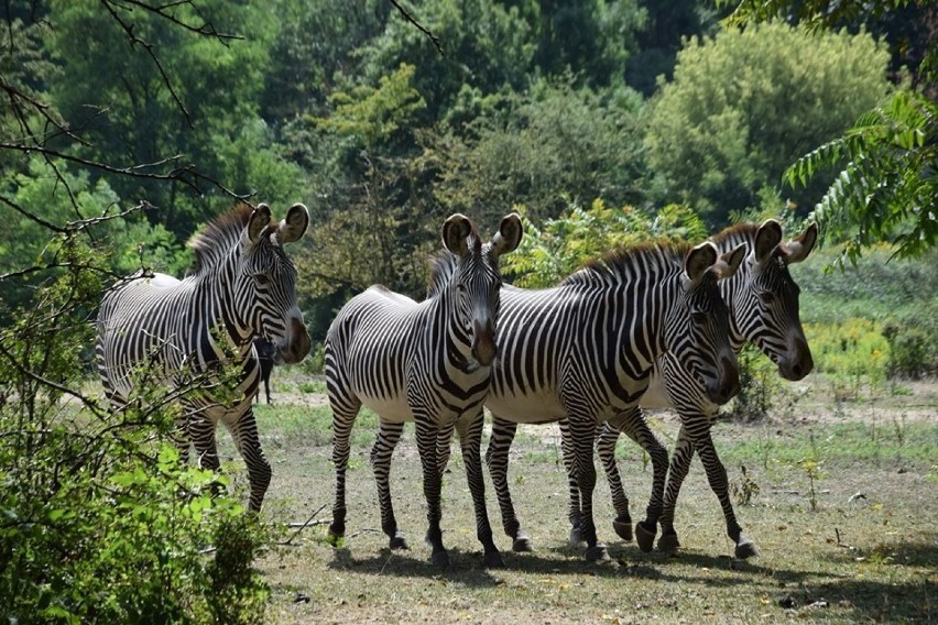 Poznański ogród zoologiczny ma nowych mieszkańców....