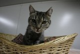 Krynica-Zdrój: mały kotek utknął za wielką szafą
