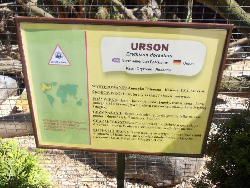 Nowy mieszkaniec płockiego zoo - urson Stefan