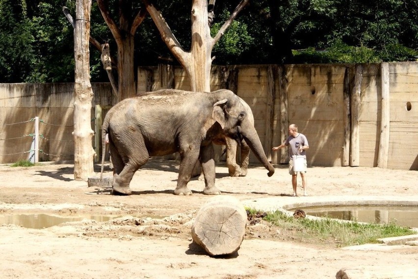 Słoń indyjski (Elephas maximus) jest ssakiem z rzędu...