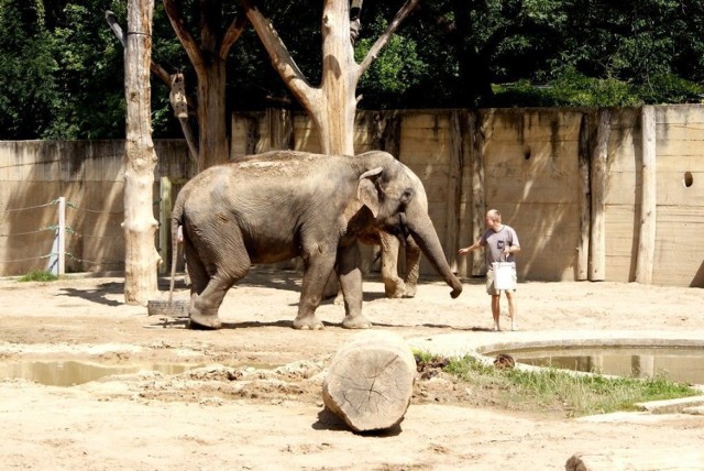 Słoń indyjski (Elephas maximus) jest ssakiem z rzędu trąbowc&oacute;w - jednym z trzech żyjących gatunk&oacute;w rodziny słoniowatych, zamieszkującym lasy i zarośla Azji Południowej oraz Południowo-Wschodniej.

Fot. Tomasz A. Kaniewski