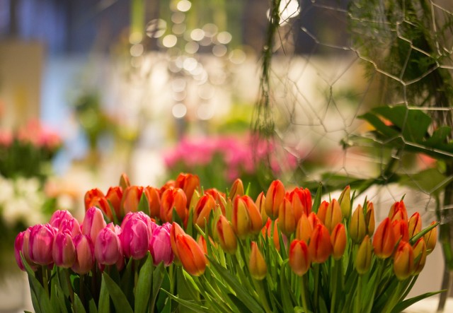 Wystawa tulipanów Wilanów. Prawie 100 odmian pięknych i kolorowych będzie na was czekać