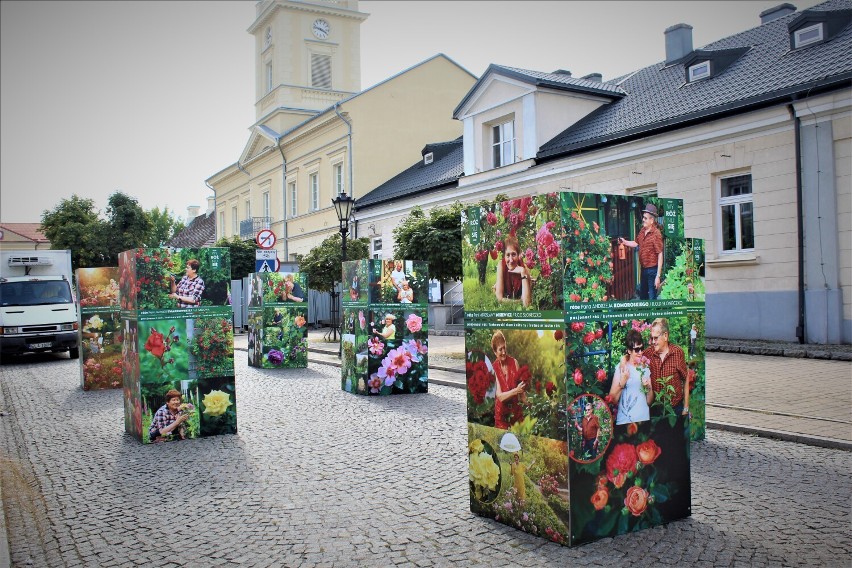 Od dzisiaj (9 września) do niedzieli (11 września) w Kutnie trwa największe w Polsce święto o tematyce różanej
