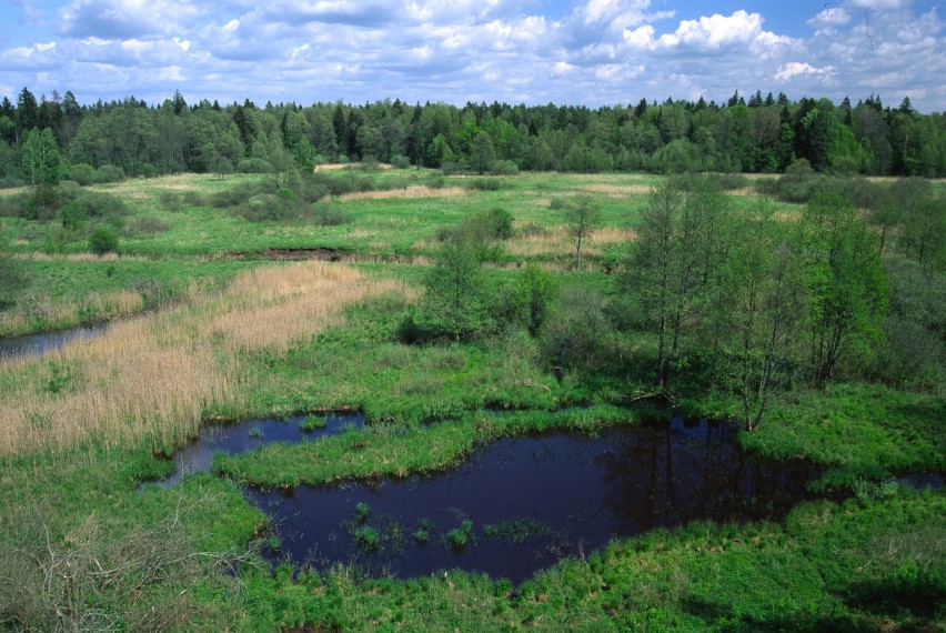 Majówka w Puszczy Białowieskiej