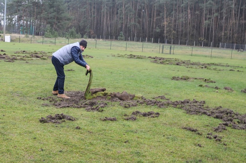 Dziki znów zniszczyły boiska w Zaborowie. Trzeci raz  w tym miesiącu