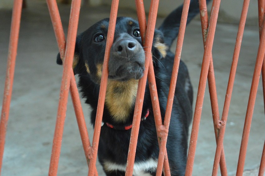 Psy i koty, które czekają na adopcję w schronisku dla...