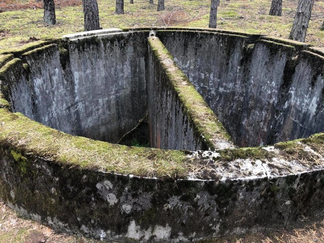 Las Nowogrod Bobrzanski Artykuly Zielona Gora Nasze Miasto