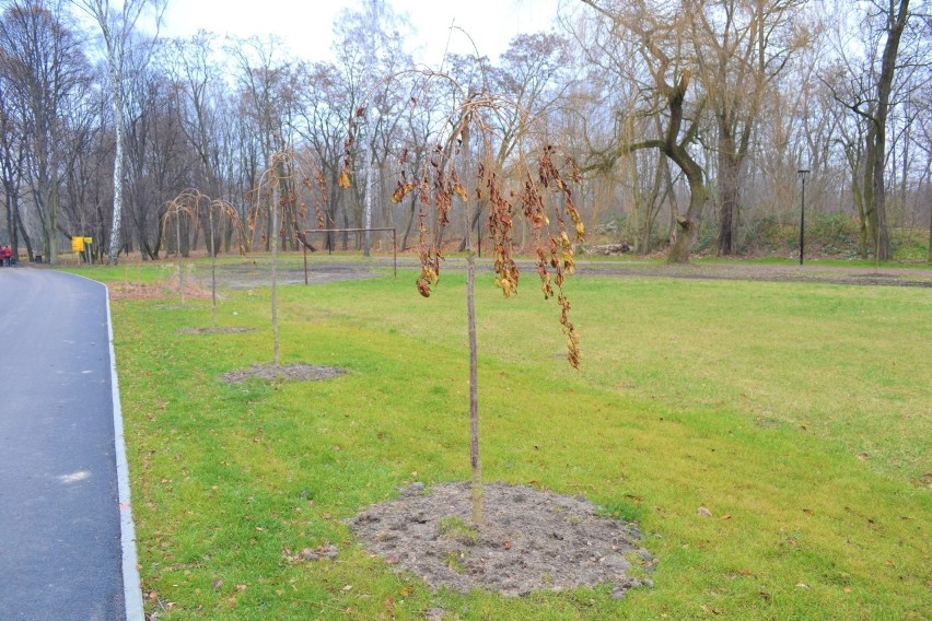 Rewitalizacja Parku Zamkowego w Mysłowicach jeszcze nie jest...