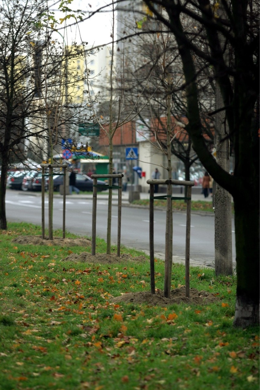 Zieleń w Warszawie. Posadzono więcej drzew, niż usunięto