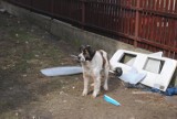 Straż miejska w Rybniku: W Kamieniu pies pogryzł przechodnia 