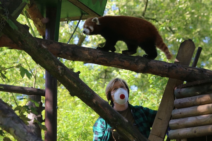 Pandy małe (czerwone) ze śląskiego zoo