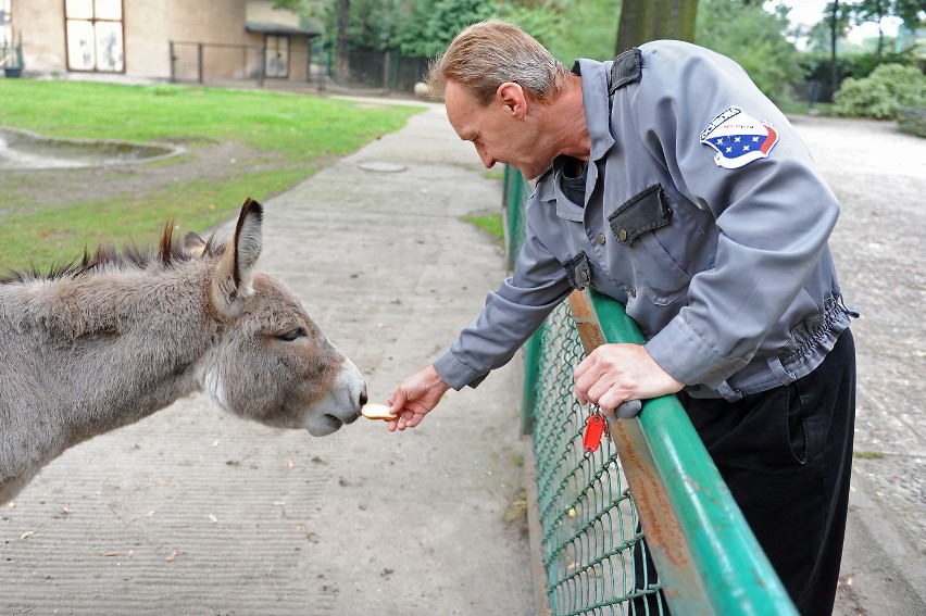 Osły z Zoo w Poznaniu znowu razem: Napoleon, Antosia i Tadek...