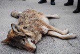 Leśnicy znaleźli martwego wilka [zdjęcie]