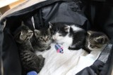 Lubliniec: Koty do adopcji. Te maluchy pilnie potrzebują domów 