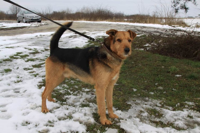 Max - pies, który chciał jeździć koleją szuka domu! 