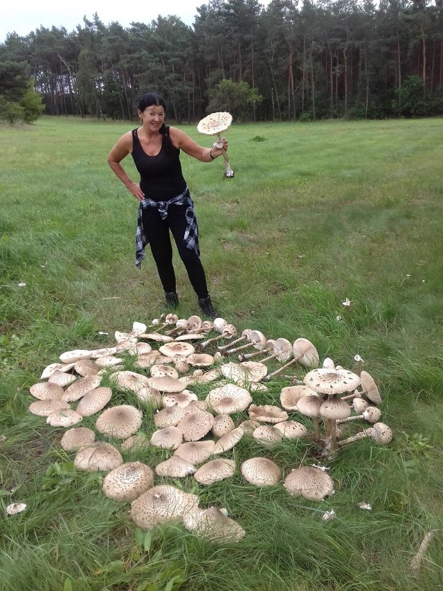 Kanie - wielkie kapelusze i duuużo smaku. Te zebrano w okolicach Polichnowa. Ale grzyboznawcy, doceniając smak kani, podkreślają, że trzeba odróżnić kanię czubatkę od także kani - ale tej niejadalnej - odmiany bohenika