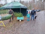 Mieszkańcy regionu kupili choinki w niecodziennej formie. Nie tylko sami mogli wybrać świąteczne drzewko, ale także własnoręcznie je wyciąć