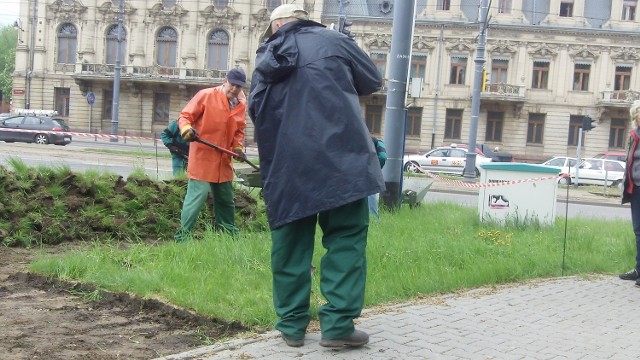 Kompleksowy program przywracania zieleni na Zachodniej i alei Kościuszki ogłosił w poniedziałek magistrat.