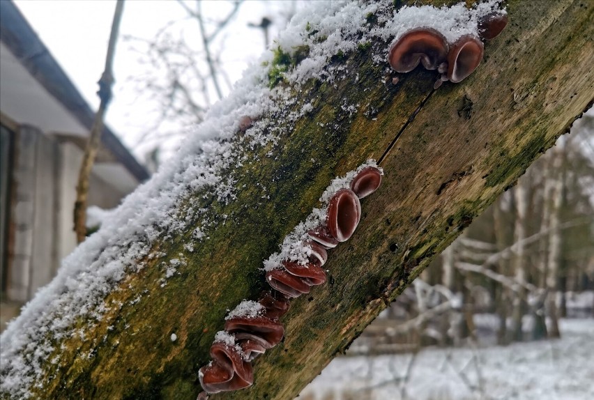 Grzyby spod śniegu, czyli styczniowe grzybobranie z Beatą Bilską-Zaleską ze Szczecinka [zdjęcia]