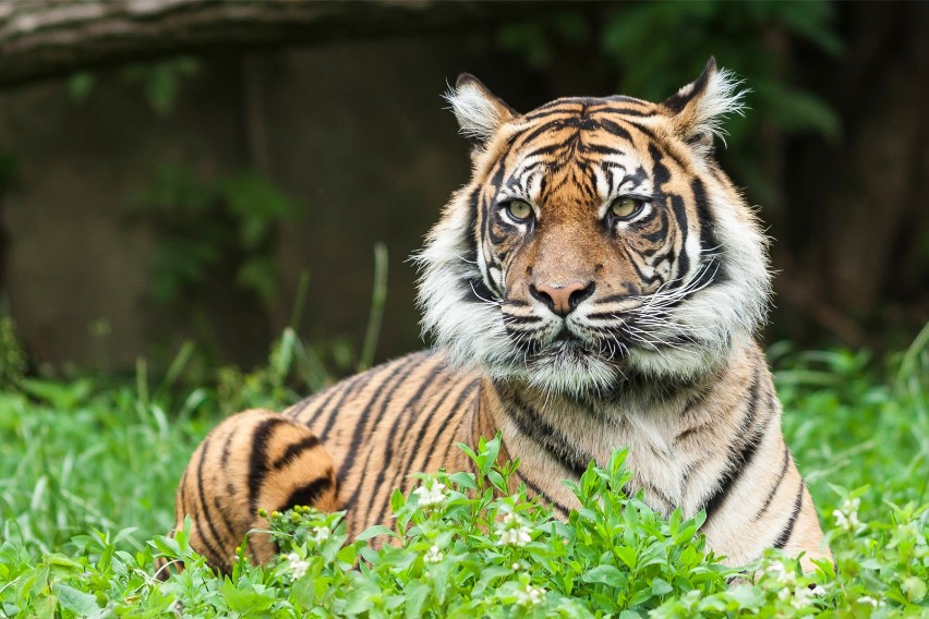 ZOO Warszawa. Nowe godziny otwarcia i ceny biletów