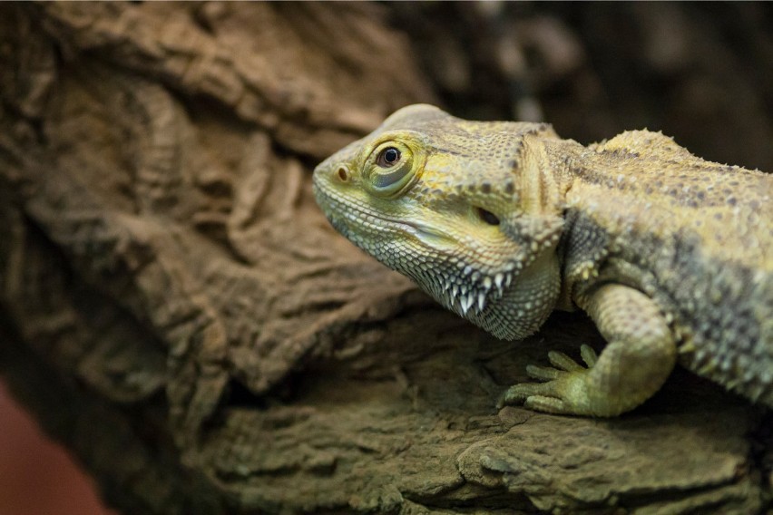 ZOO Warszawa. Nowe godziny otwarcia i ceny biletów