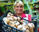 Powiat gliwicki: Jak rozpoznać grzyby jadalne? Jak je zbierać, gdzie kupować? [PORADNIK]