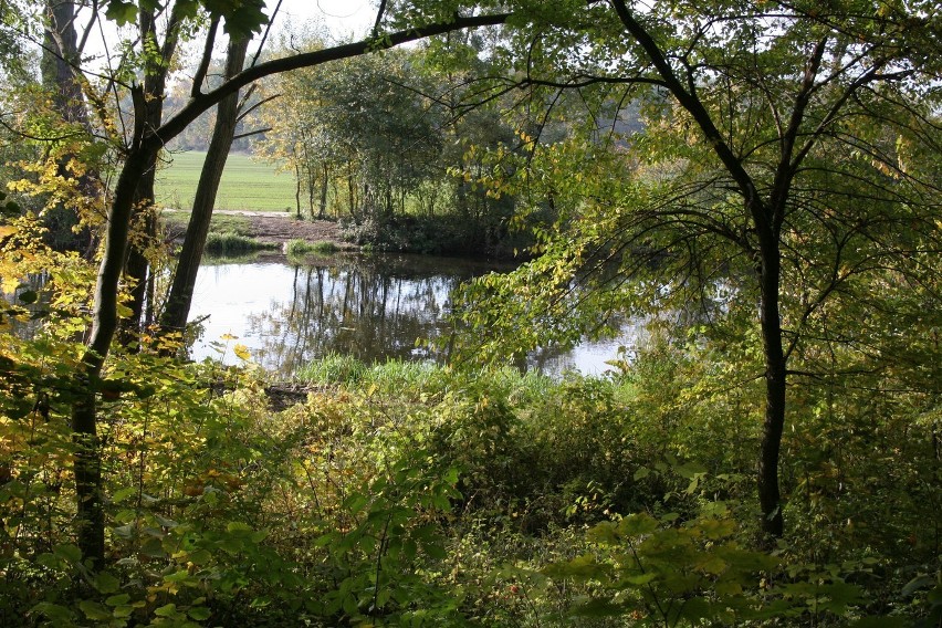 Puławy: Jesień w Parku Czartoryskich (zdjęcia)