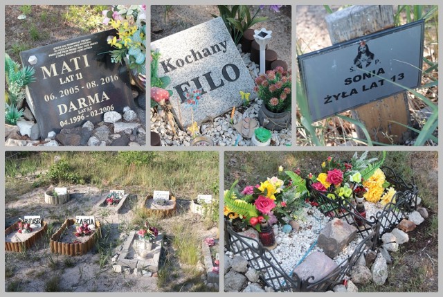 Włocławek, okolica alei Kazimierza Wielkiego. Na terenie przyszłego miejskiego cmentarza dla zwierząt we Włocławku jest już wiele grobów.