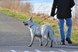 Malbork. Psy na spacerze. Włodarze chcieli zdać się na odpowiedzialność właścicieli. Sprawdziliśmy, jak jest w innych miastach na Pomorzu