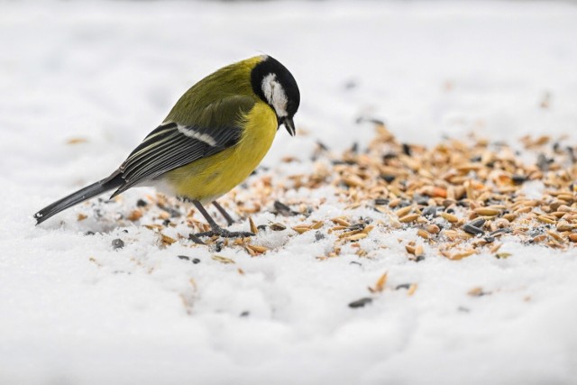 Bogatka zwyczajna (Parus major) przy balkonowym karmniku w Przemyślu.