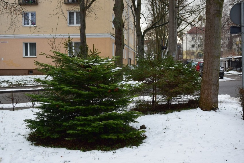 Mieszkańcy ul. Necla nie zgadzają się na przebudowę drogi i alarmują: "Stracimy otaczającą nas zieleń". Miasto odpowiada