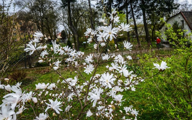 Takie cuda zobaczyliśmy wczoraj w Ogrodzie Botanicznym. Z fotoreporterem weszliśmy przez otwartą bramę od strony UKW.