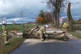 Strażacy z powiatu kwidzyńskiego usuwali powalone drzewa i konary drzew – 23 zdarzenia związane z silnym wiatrem