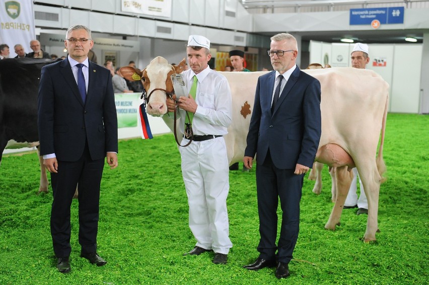 Hodowla Zagrodowa Głogówek i ich najlepsze krowy nagrodzone na MTP