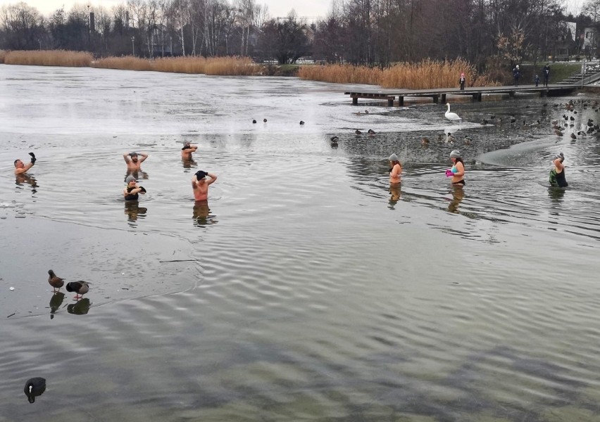Lodowata woda na krakowskich Bagrach nie przeszkadza kaczkom...