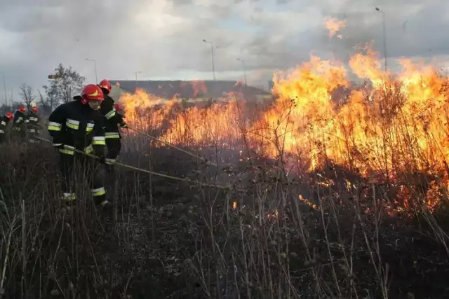 Kutnowscy strażacy interweniowali ostatnio do 10 pożarów nieużytków na terenie gminy Bedlno