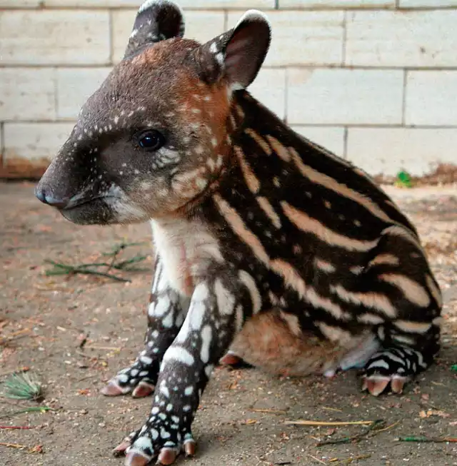 Najmłodszy mieszkaniec zoo - tapir Sagan