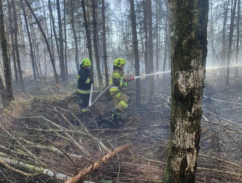 Pożar lasu w Koziołkach. Wezwano strażaków z całego powiatu