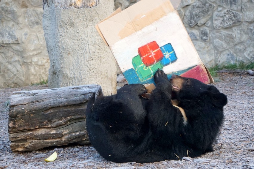 Gwiazdka w zoo we Wrocławiu. Zwierzęta też dostały prezenty