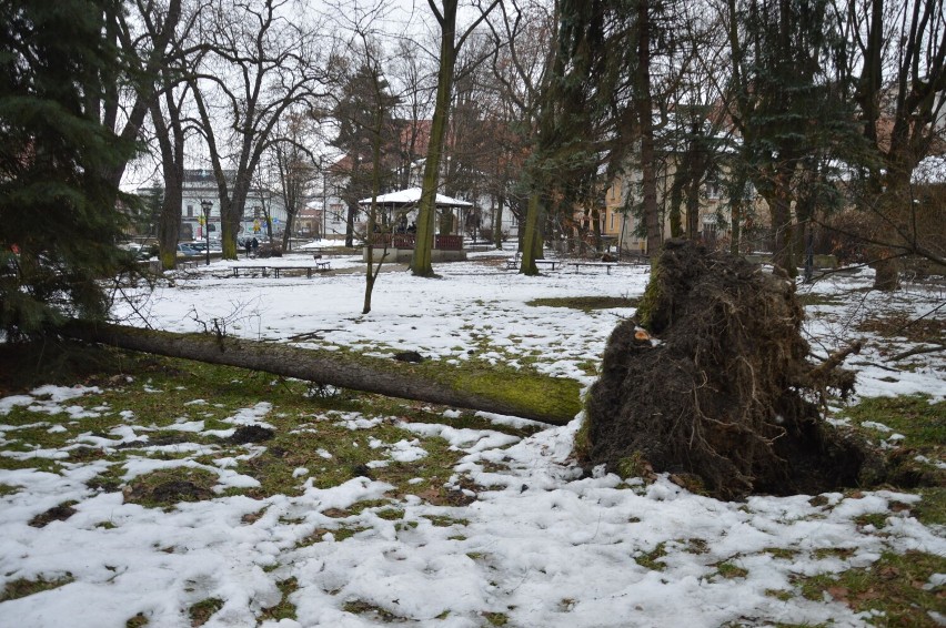 Skutki intensywnych padów śniegu w Bochni na Plantach...