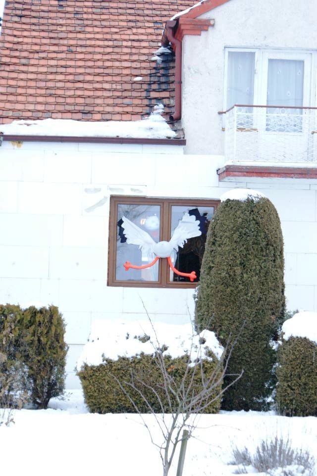 Stare Miasto. Bociany zajrzały do okien jednego z domów