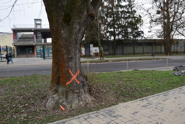 W ostatnim czasie na kilku drzewach rosnących w pasie zieleni przy remontowanej drodze w Sandomierzu pojawiły się czerwonej znaki.