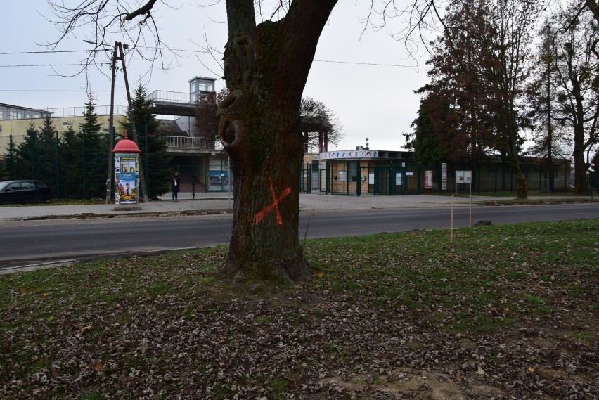 Trwa remont ulicy Koseły w Sandomierzu. Będzie wycinka drzew, mieszkańcy pytają dlaczego. Zobaczcie zdjęcia