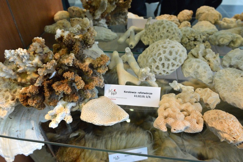 Koralowce rafotwórcze