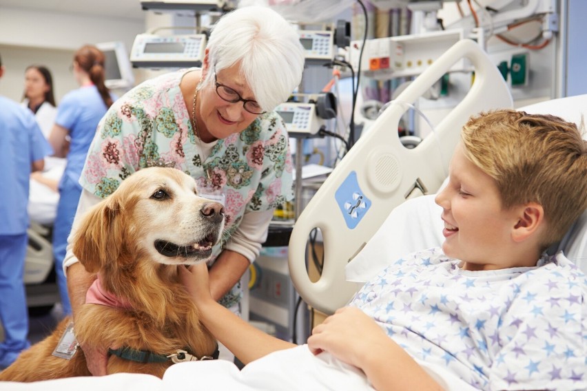 Pies terapeutyczny wspomaga rehabilitację pacjentów i...