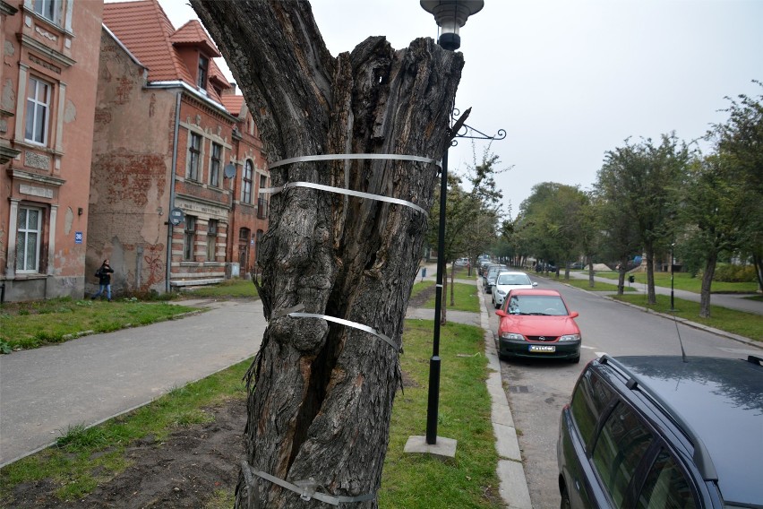 Wytną drzewa przy ulicy Solankowej w Inowrocławiu 