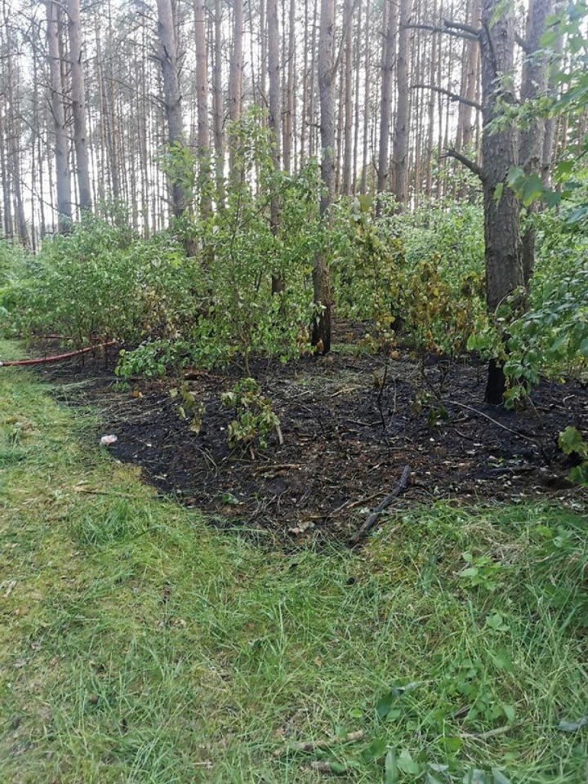 PILNE! Kolejny pożar lasu w okolicach Wronek [ZDJĘCIA]