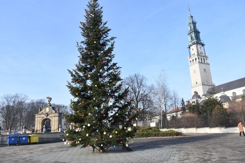 Na Jasnej Górze stanęła kilkunastometrowa choinka ZDJĘCIA